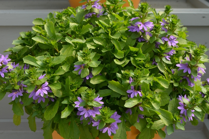 Scaevola 4"