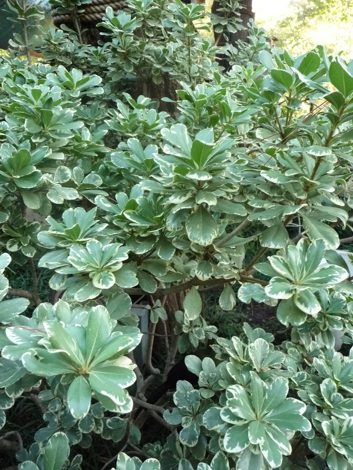 Pittosporum Dwarf Variegated 5 Gal