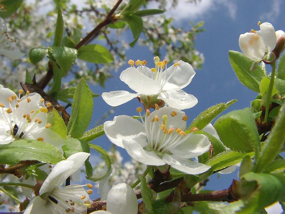 Plum Semi-Dwarf Stanley Prune