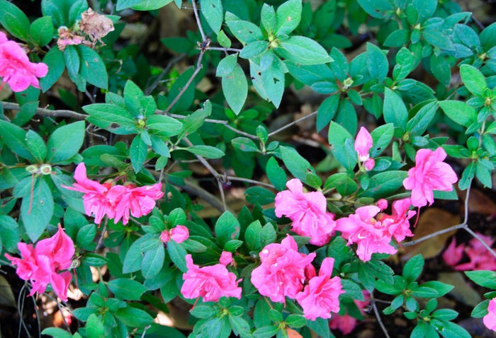 Azalea Encore Autumn Royalty 7 Gal