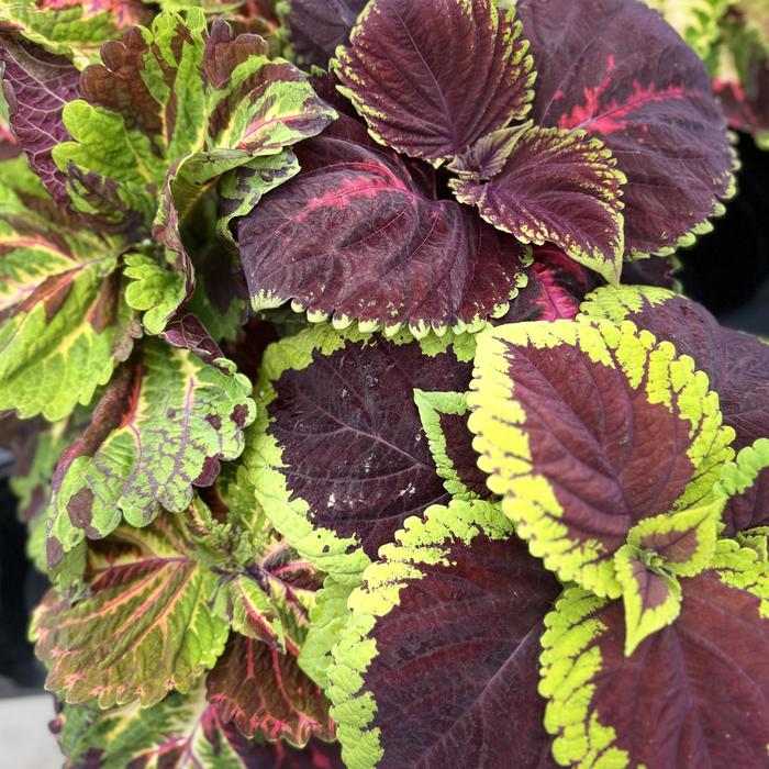 Coleus Kong mix Empire Quart