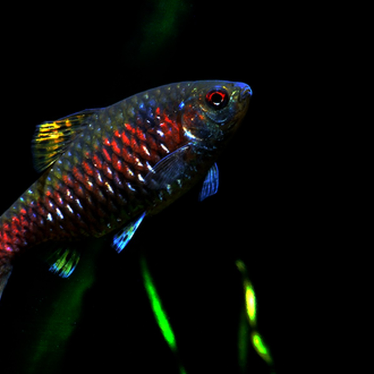 Odessa Barb