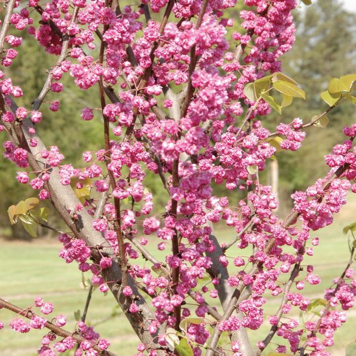 Redbud Royal White 15 Gal