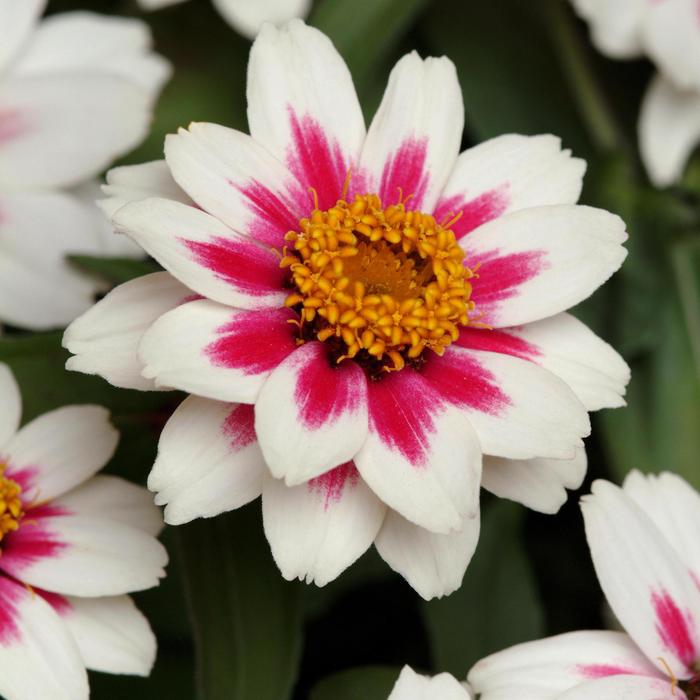 Zinnia Zahara Starlight Rose Quart