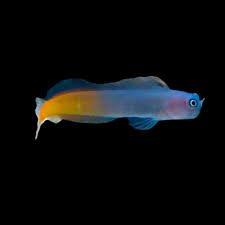 Bicolor blenny