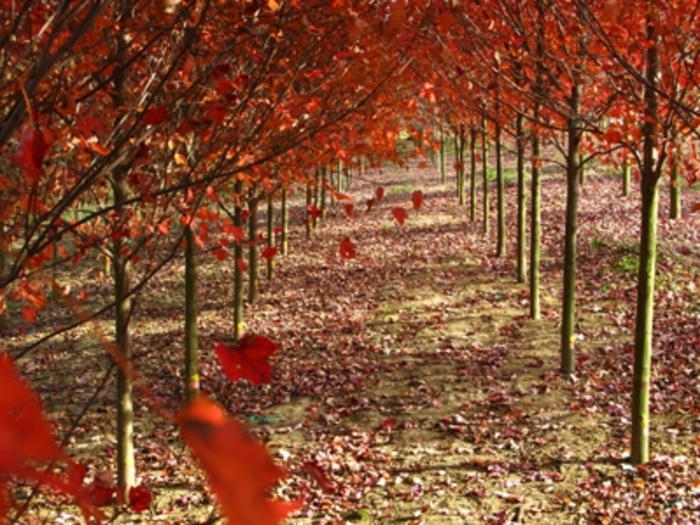 Red Maple Summer Red 15 Gal