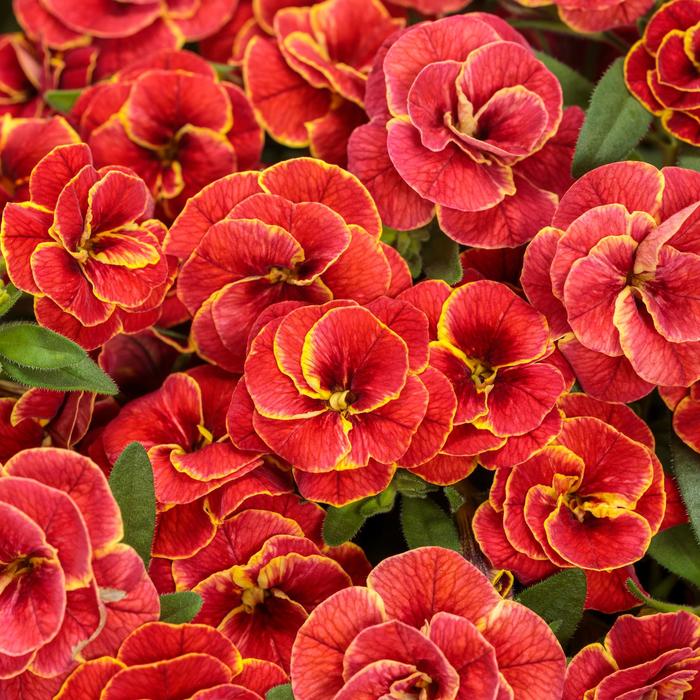 Million Bells Superbells Double Ruby PW Quart