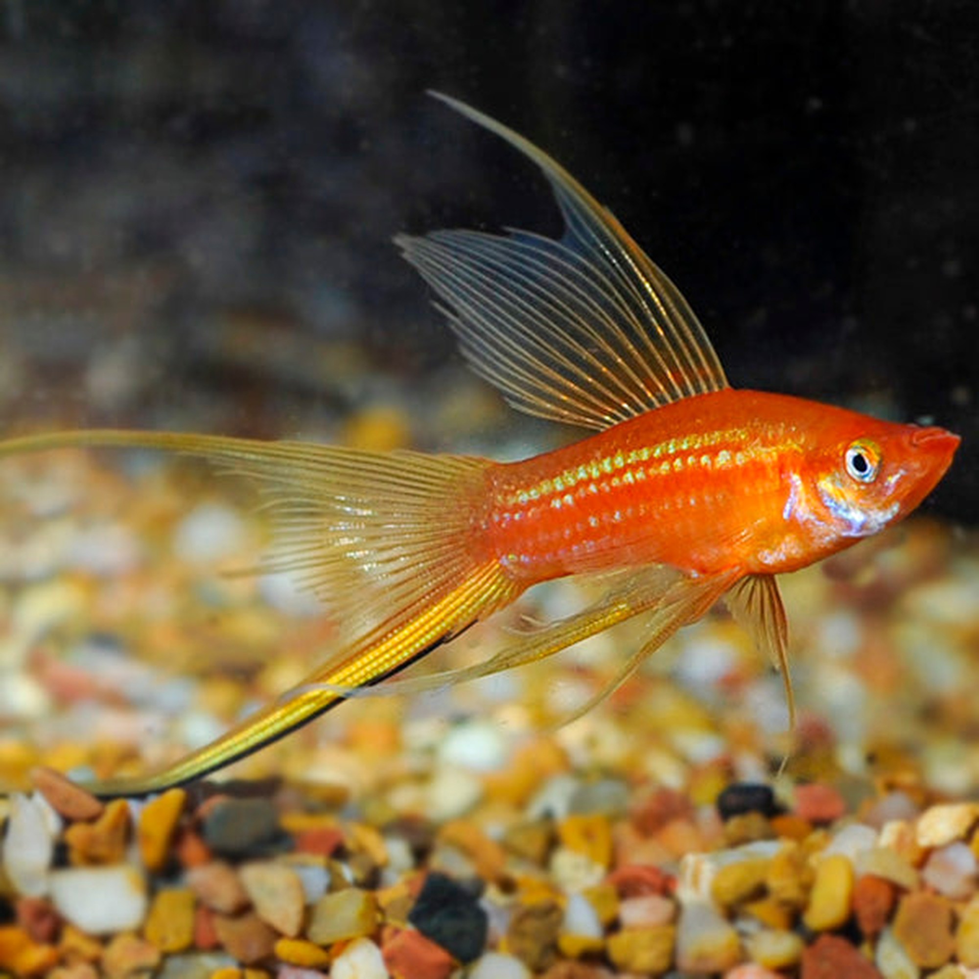 Neon Swordtail