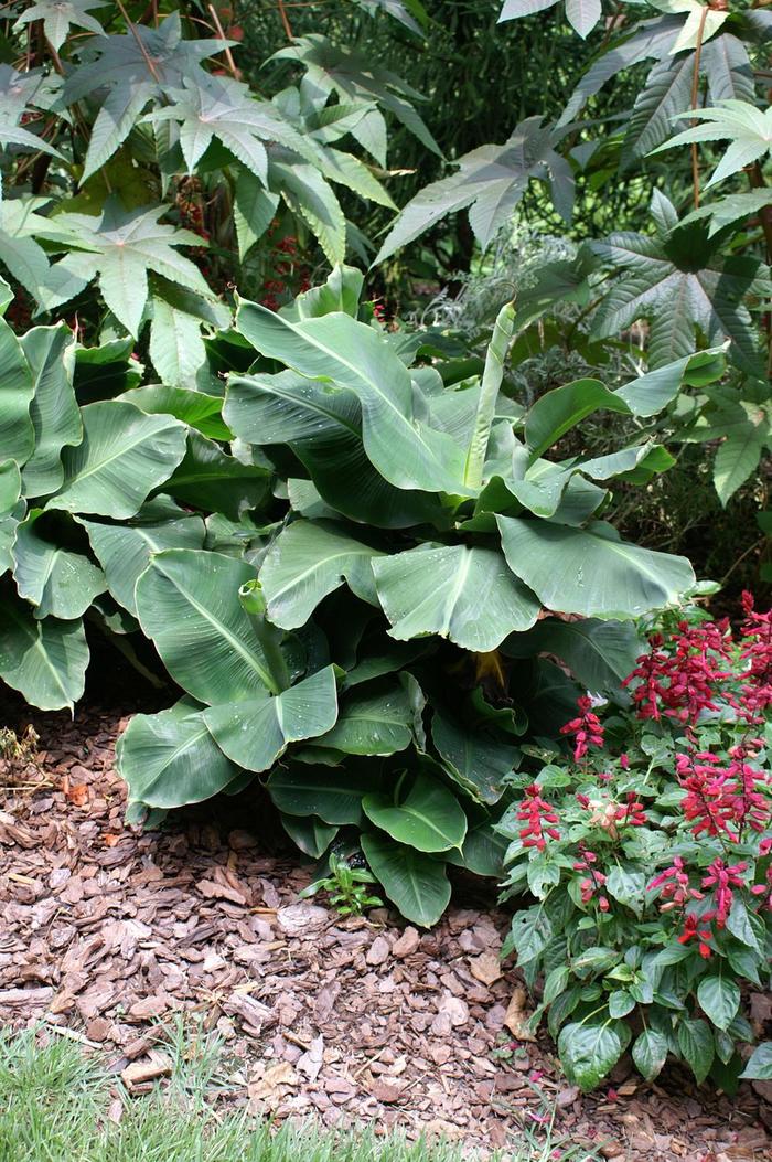 Banana Tree Red 10"
