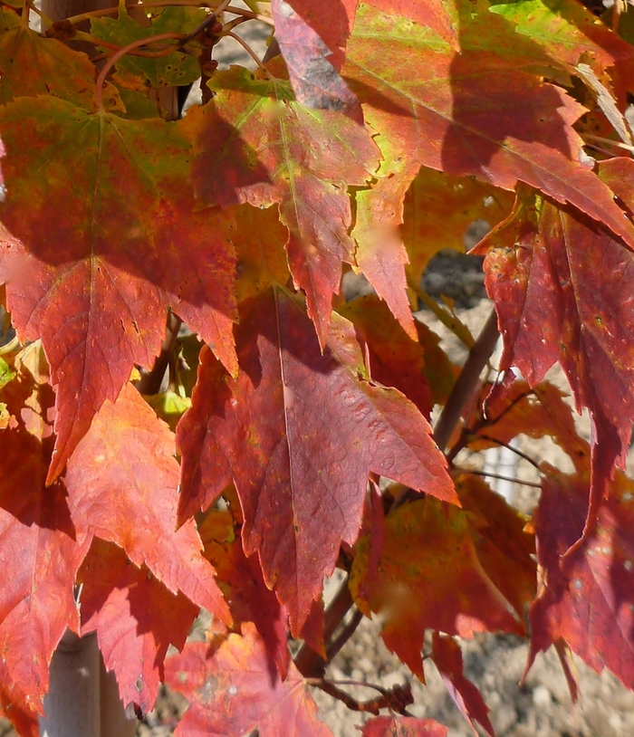 Japanese Maple ''Twombly's Red Sentinel'' 20" Box