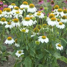 Pow Wow White Coneflower (Echinacea), 1 gallon