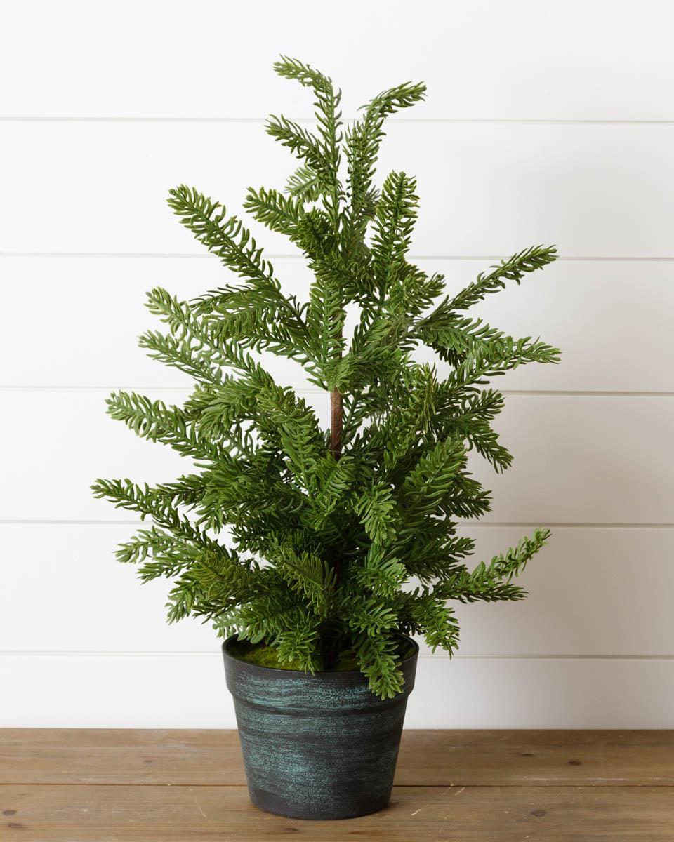 Tree in pot