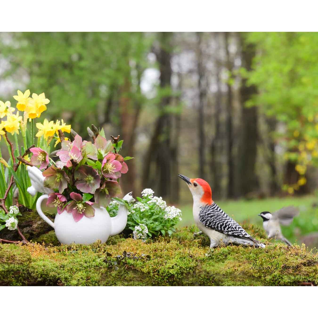 Hello Spring!