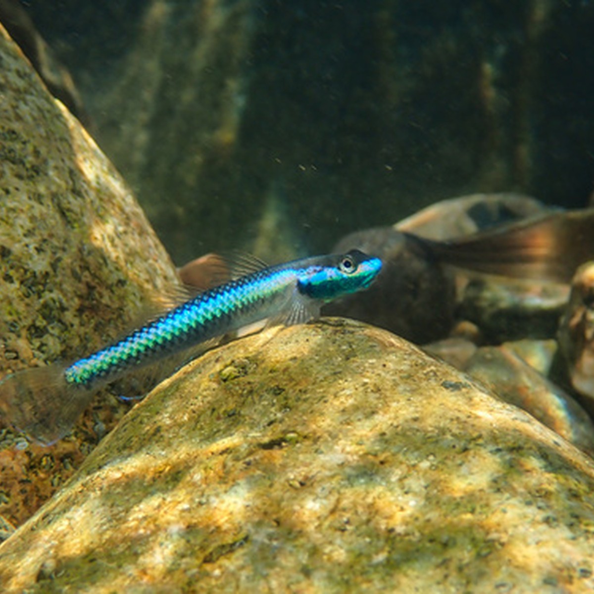 Blue Cobalt Goby