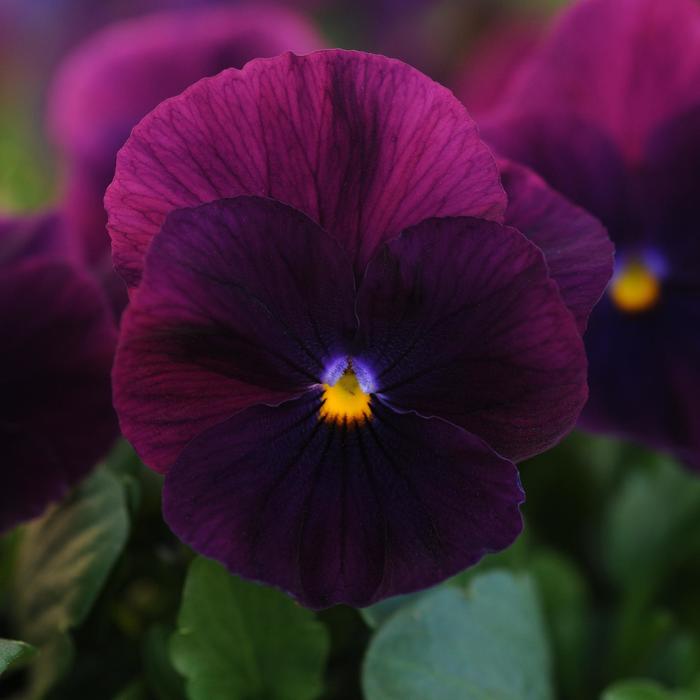 Pansy Cool Wave Raspberry Quart