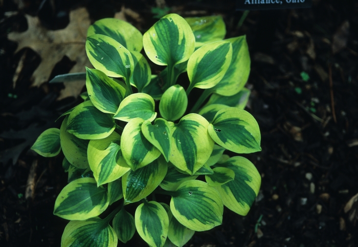 Hosta Sum And Substance 3 Gal