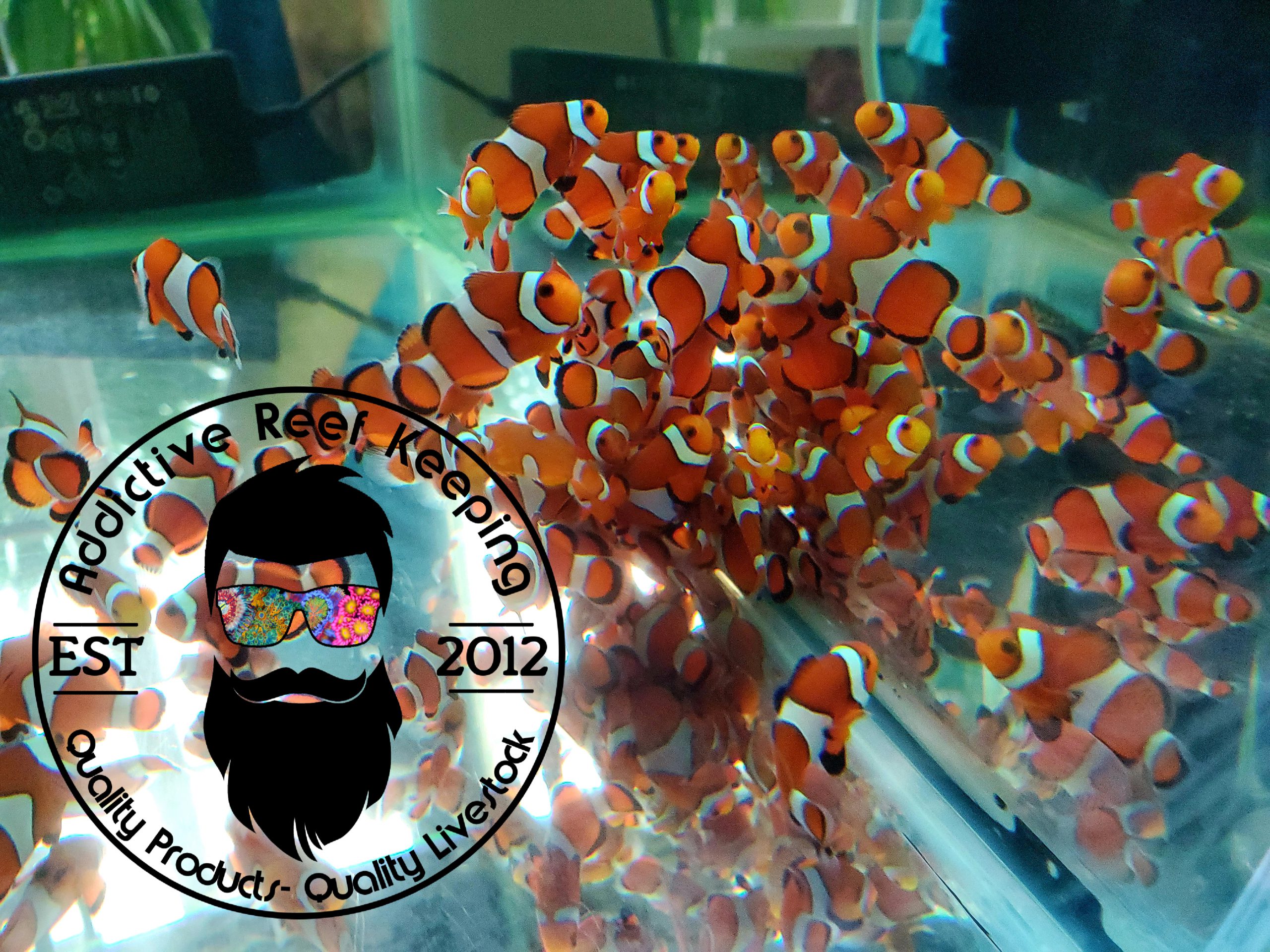 2 PACK Ocellaris Clownfish, Captive-Bred (Amphiprion ocellaris ) NEMO!!!