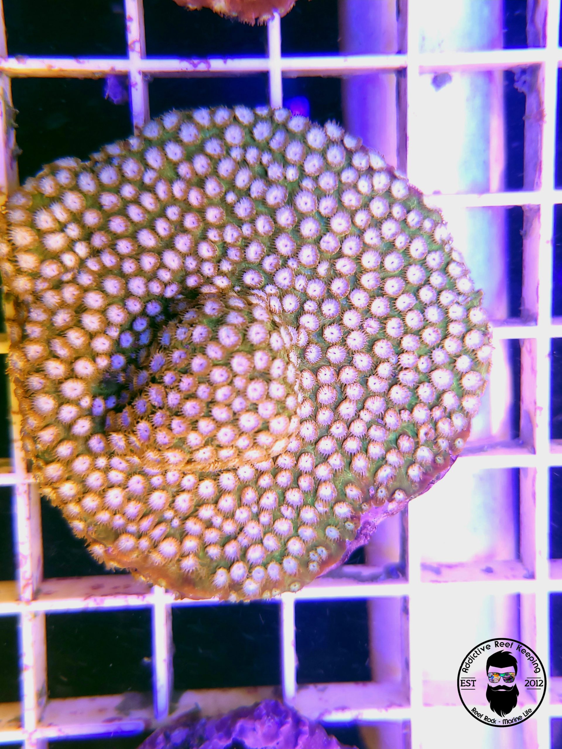 WWC Copperhead Cyphastrea Coral- LARGE WYSIWYG- White
