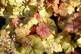 Champagne Coral Bells (Heuchera), 1 gallon