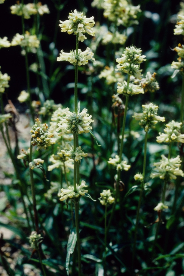 Penstemon Blackbeard 1 Gal