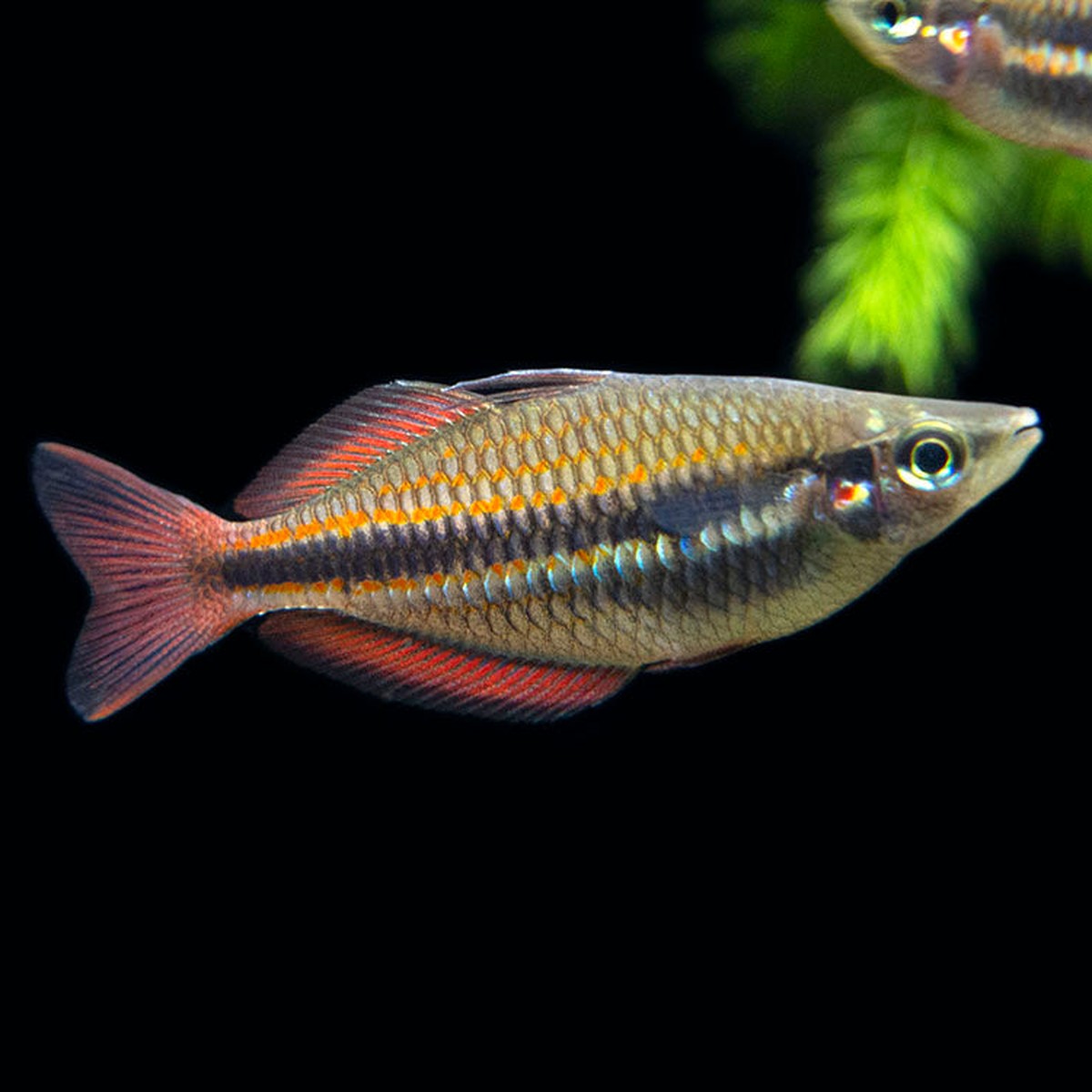 Goyder River Trifasciata Rainbow