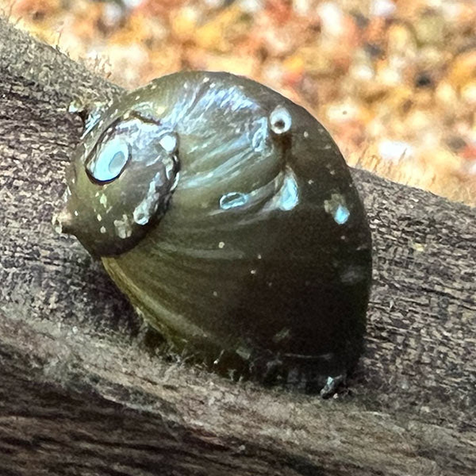 Thorny Tricolor snail