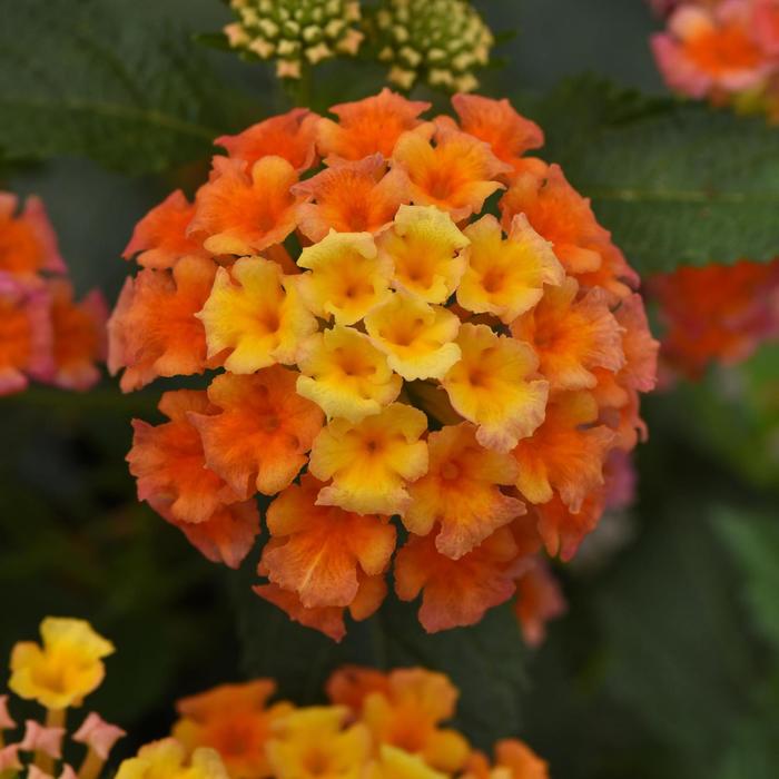 Lantana Shamrock Lemon Glow 1 Gal