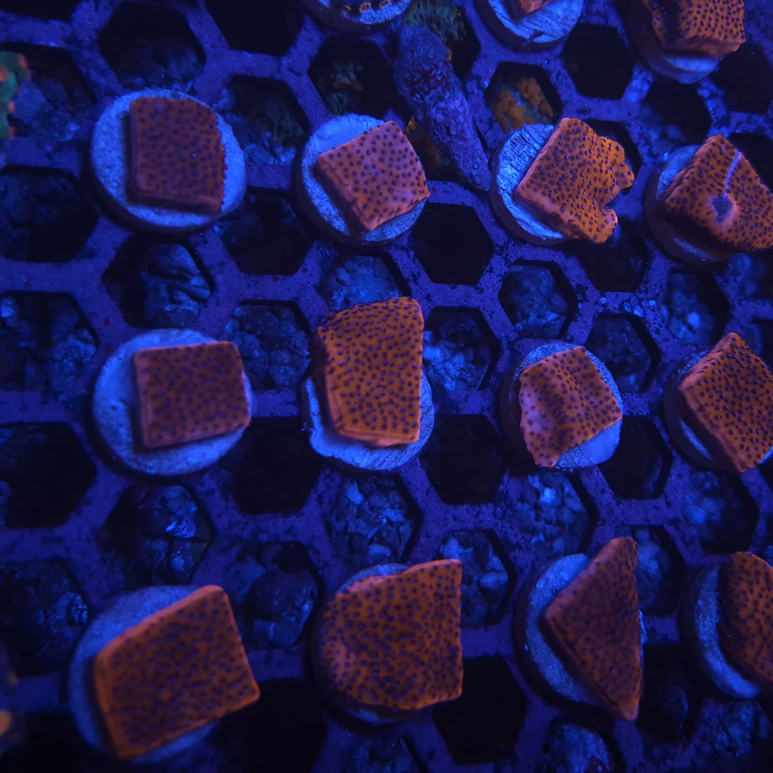 ARK Mystic Sunset Montipora Frag