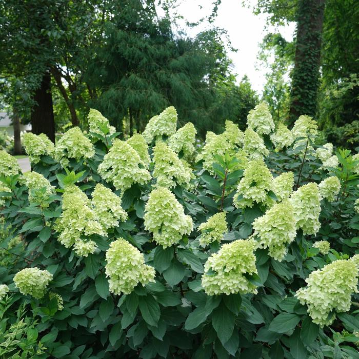 Hydrangea Little Hottie 3 Gal