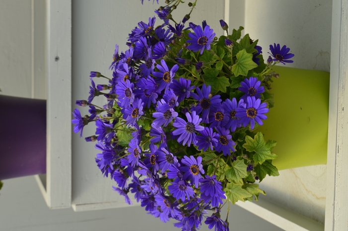 Senetti Super Blue 1 Gal