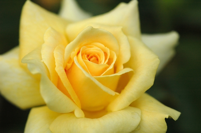 Rose Patio Perfume Breeze 3 Gal