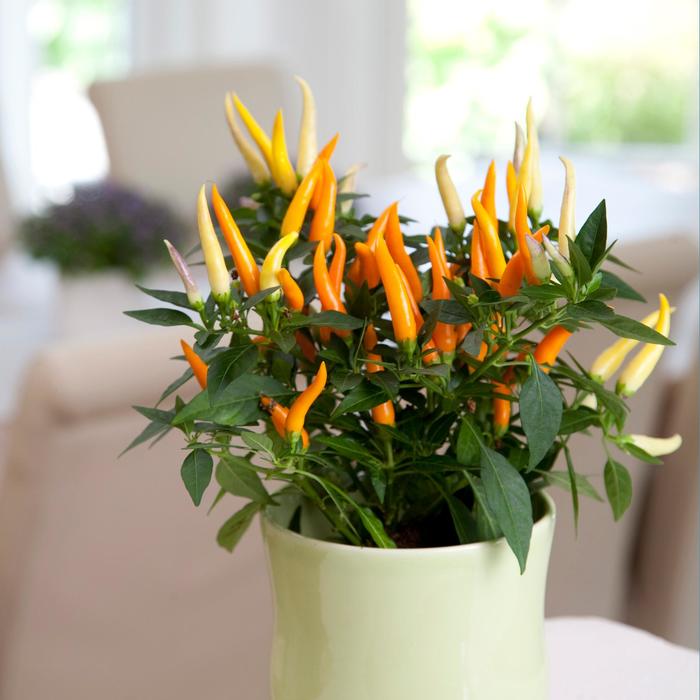 Ornamental Pepper Santos Orange Quart
