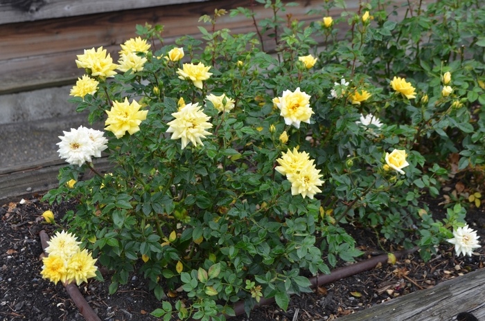 Rose Rise Up Amberness 3 Gal