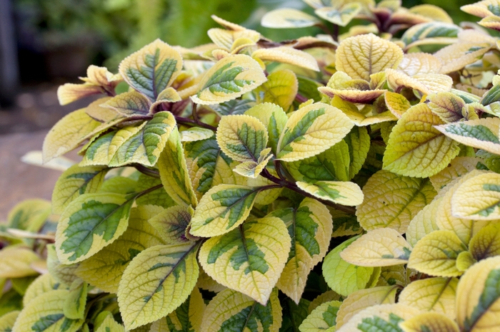Spurflower Coleoides Variegated 10" HB