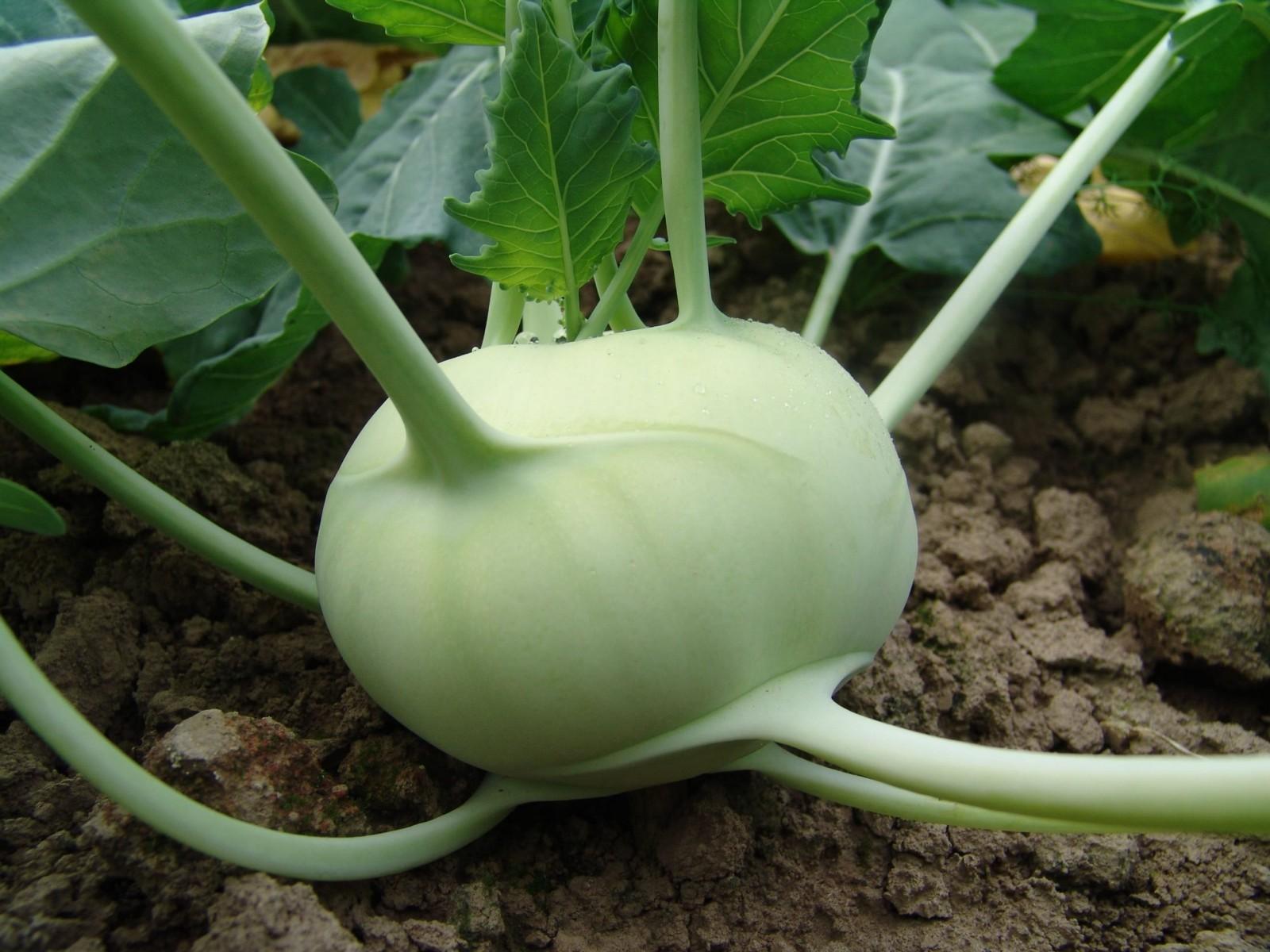 2x Kohlrabi Korfu F1 Plug Plants – Crisp, Tender Roots - Hardy