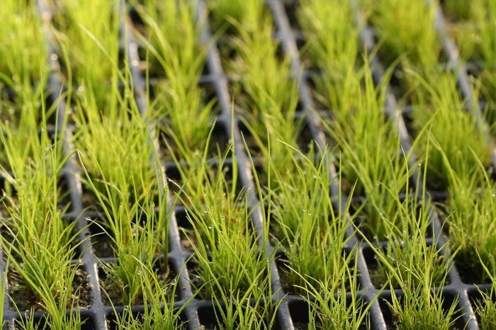 Juncus Twister 1 Gal