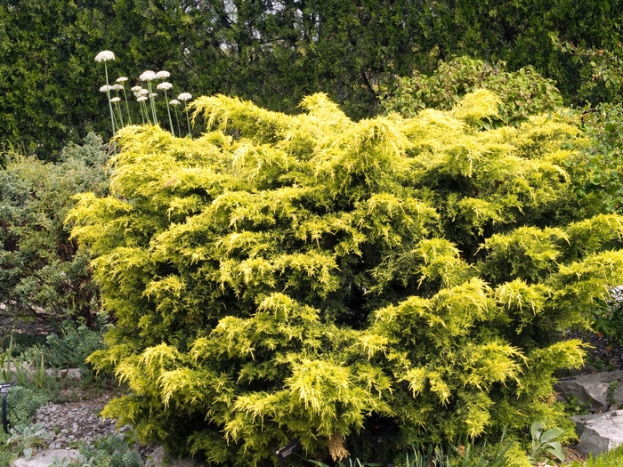 Juniper Sea Green Pom Pom 7 Gal 4-5'