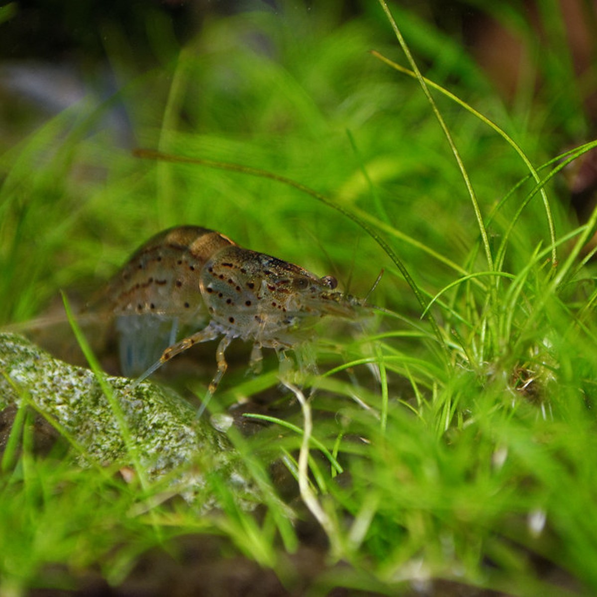 Amano Algae Shrimp
