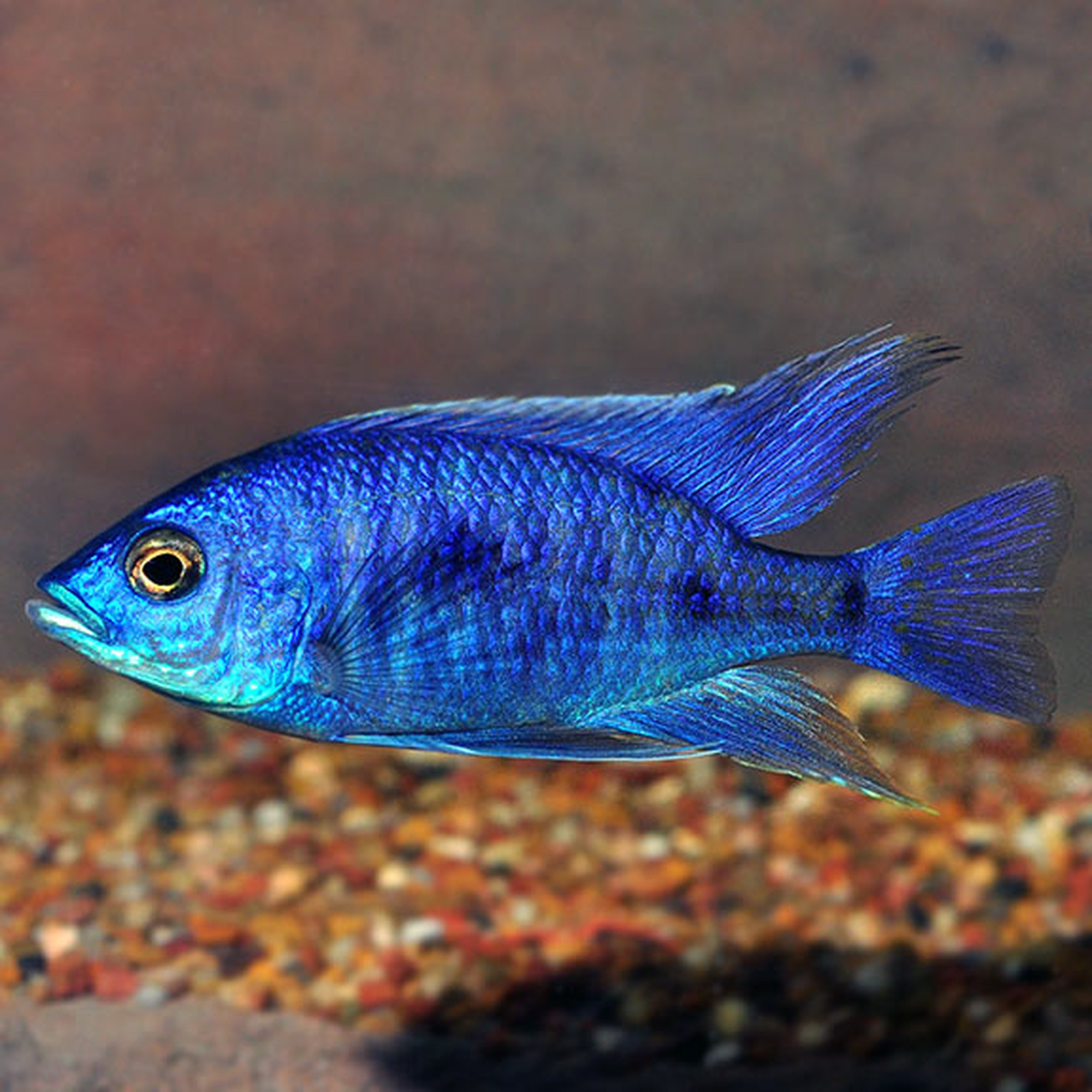 Electric Blue Johanni