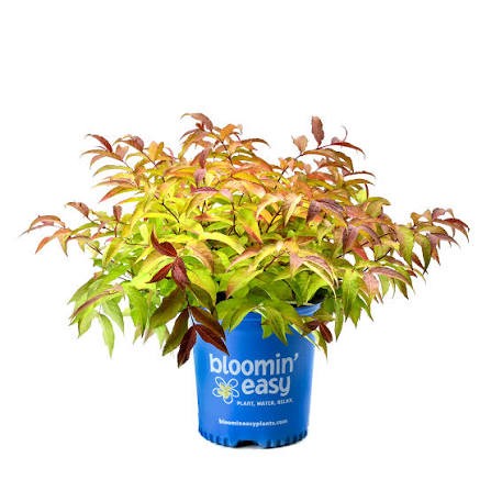 Firefly Honeysuckle (Diervilla), 3 gallon
