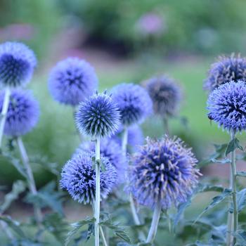 Globe Thistle Blue Glow 1 Gal