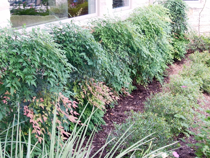 Nandina Firepower 5 Gal