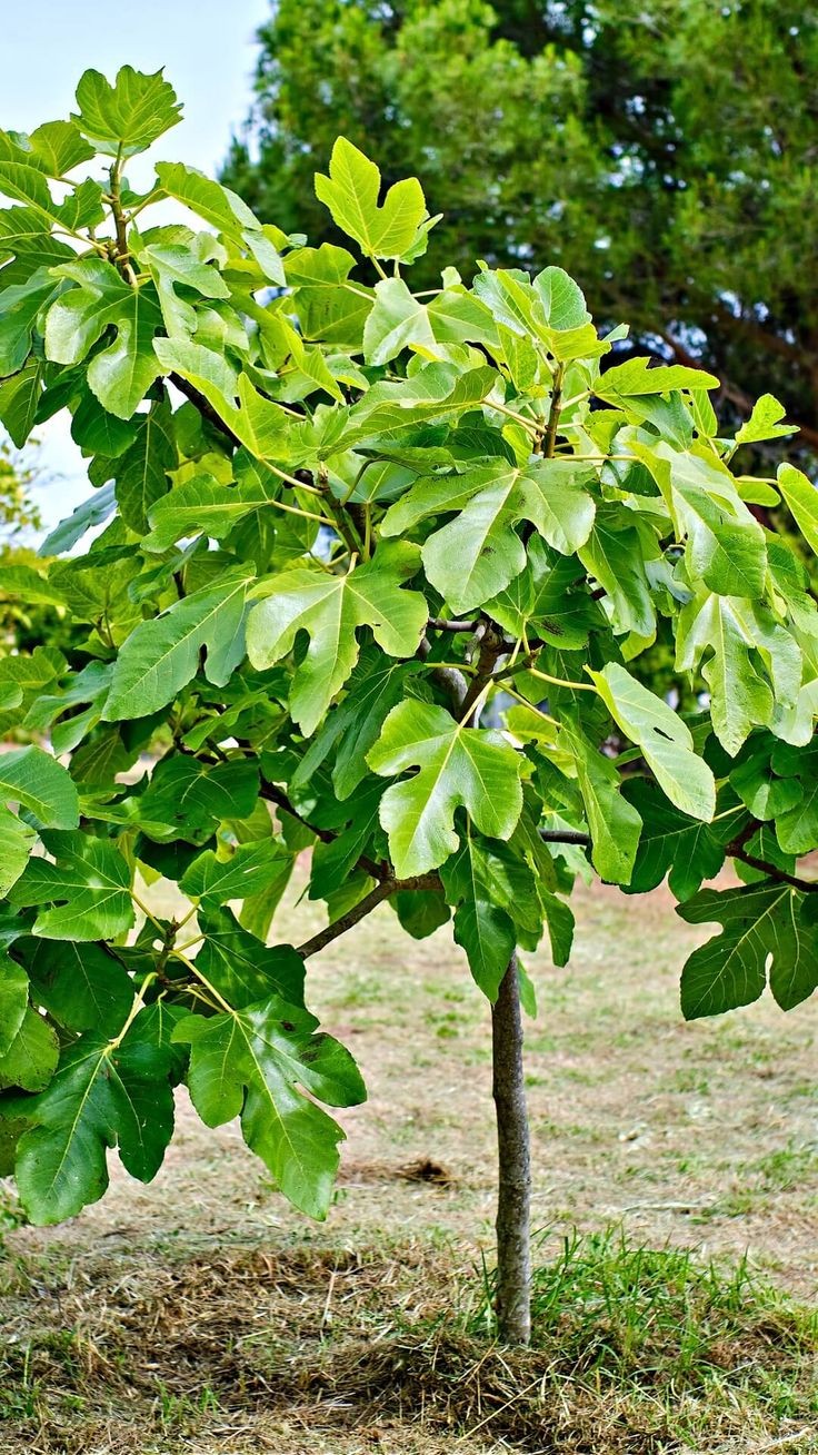 Fig Tree 'Brown Turkey' at Garden Center of Las Cruces