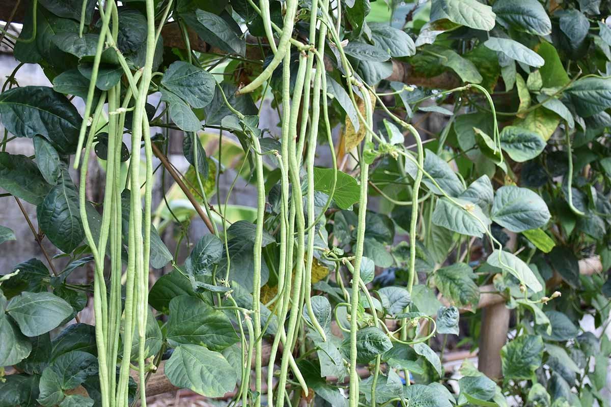 2x Yard Long Bean Plug Plants – Snake Bean, Asparagus Bean, Yard Long Huge Beans
