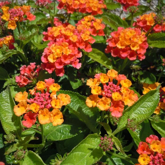 Lantana Havana Pink Sky Quart
