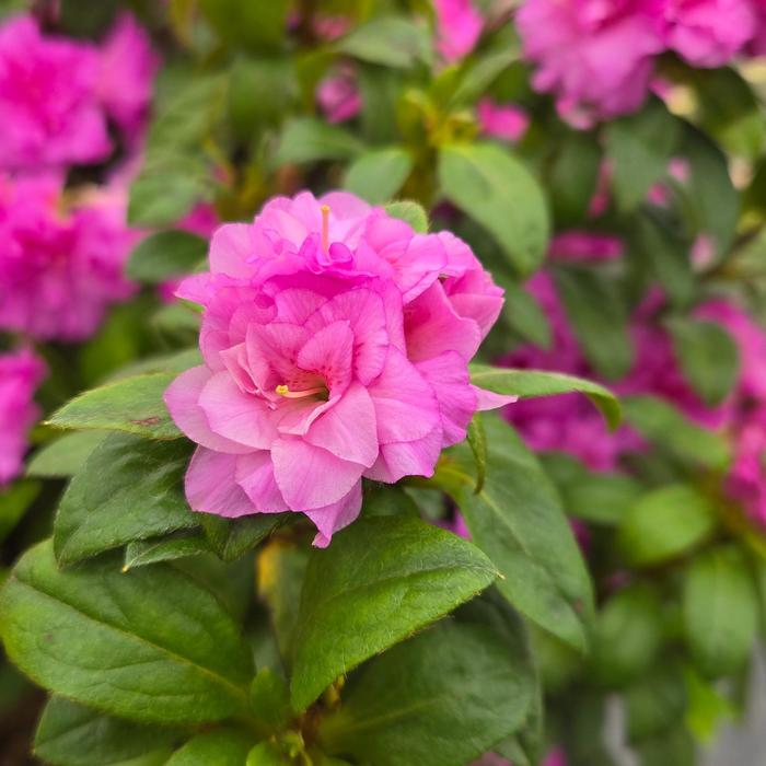 Azalea Encore Autumn Majesty 3 Gal