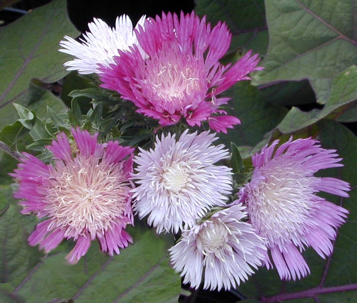 Stokesia Honeysong Purple 1 Gal