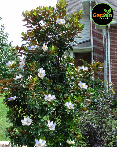 Magnolia ‘Little Gem’ at Garden Center of Las Cruces
