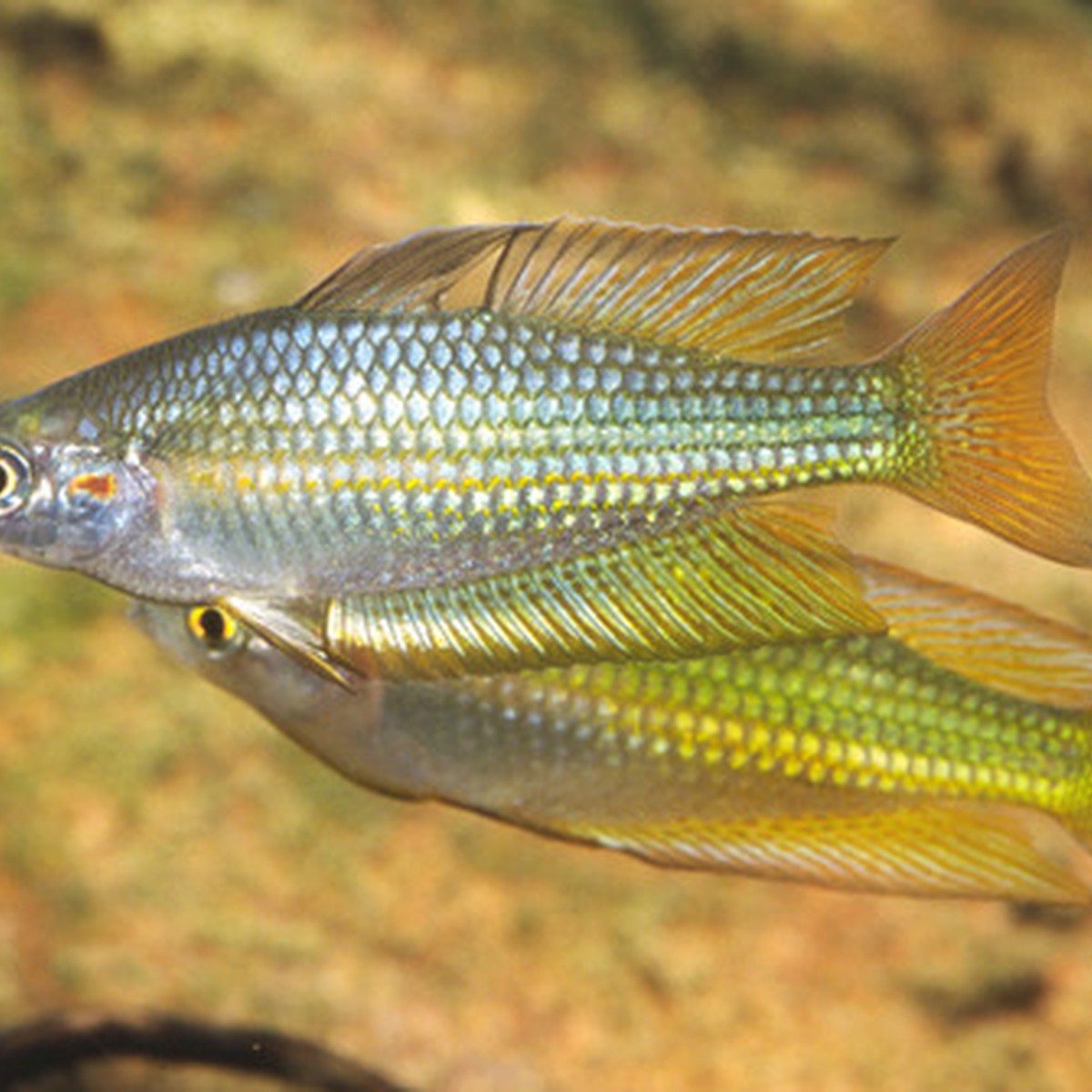 Crimson spotted Rainbow