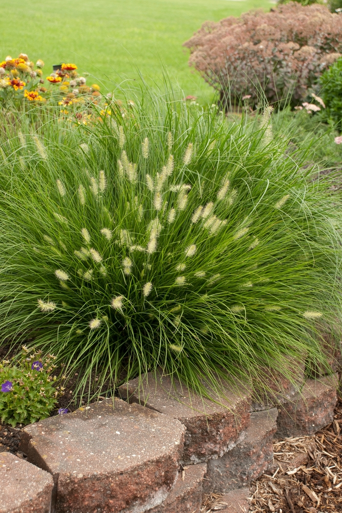 Lumen Gold Fountain Grass 3 Gal
